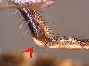 Fig. 8: Choerades: female - Hintertibieende - lateral