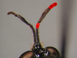 Abb. 5: Dioctria flavipennis: Antenne