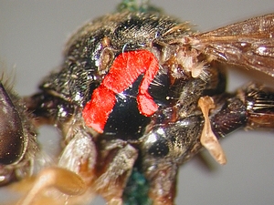 Dioctria atricapilla