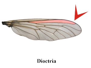 Abb. 7: Dioctria - Flügel
