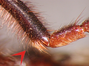 Abb. 6: Laphria: Weibchen - Hintertibieende - lateral