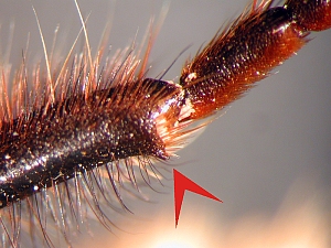 Abb. 5: Laphria: Männchen - Hintertibieende - lateral