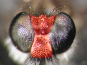 Fig. 15: Lasiopogon: Gesicht