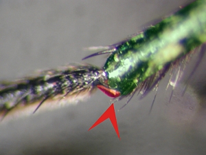 Abb. 10: Leptarthrus: Vordertibia mit Sporn