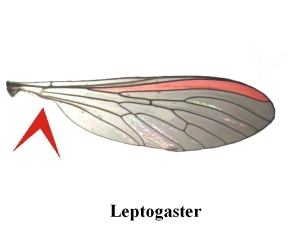Abb. 1: Leptogastrinae - Flügel
