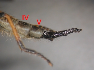 Abb. 22: Neoitamus cyanurus: Weibchen - Abdomen lateral
