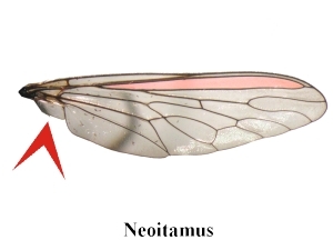 Fig. 4: Asilinae - Wing