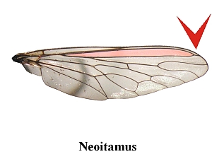 Fig. 8: Asilinae - Wing