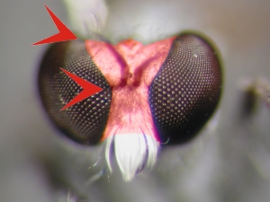 Fig. 14: Stichopogon: Gesicht