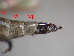 Fig. 24: Tolmerus pyragra: female - Abdomen lateral