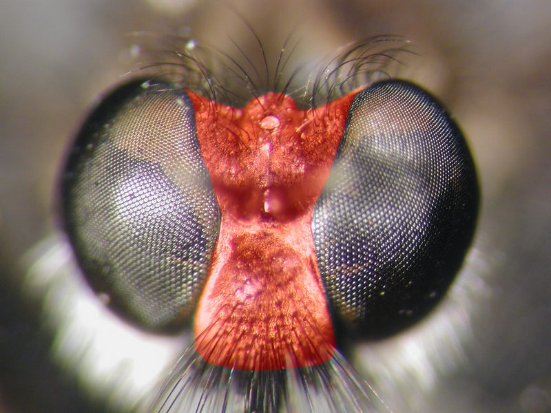 File:Thru The Eyes Of Ruby (the fly) (8219315716).jpg - Wikimedia Commons