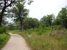 open pathes and edges of forests