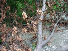 bushes and dry branches