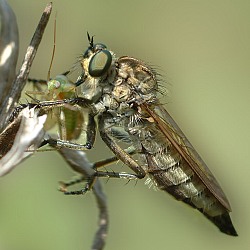 Dysmachus trigonus - with prey