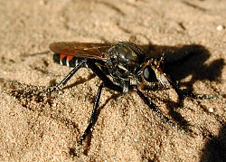 Dasypogon diadema - resting