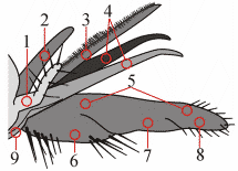 Fig. 2: Mundwerkzeuge