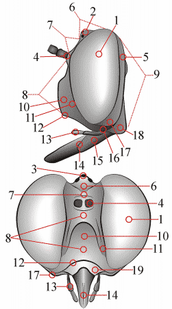 Fig. 1: Head, lateral - anterior - posterior