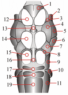 Fig. 6: Thorax, ventral
