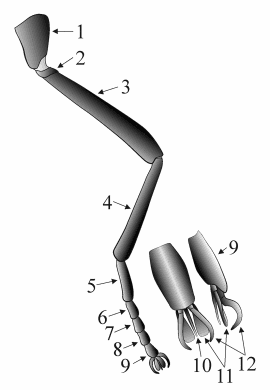 Fig. 10: Leg