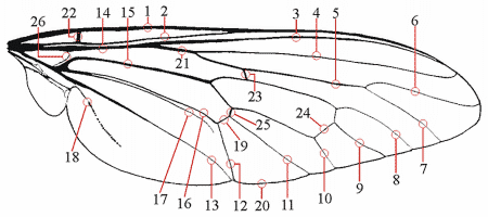 Fig. 8: Flügel, Aderung