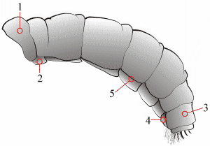 Fig. 11: Abdomen, lateral