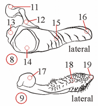 Fig. 13: Männliche Genitalien, Gonopodium