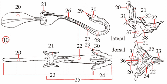 Fig. 14: Männliche Genitalien, Aedeagus