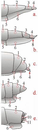 Fig. 15: Weibliche Genitalien, lateral