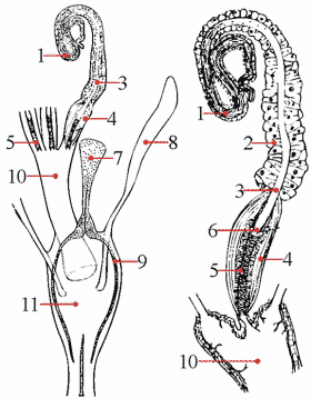 Fig. 16: Weibliche Genitalien, Spermatheca