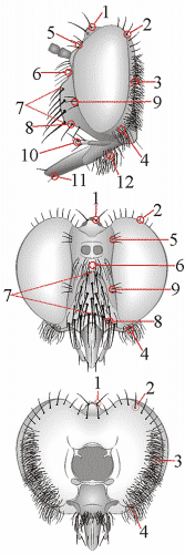 Fig. 17: Behaarung und Bestäubung - Kopf