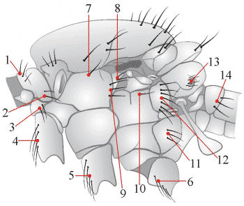 Fig. 19: Behaarung und Bestäubung - Thorax - lateral