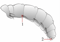 Fig. 20: Behaarung und Bestäubung - Abdomen